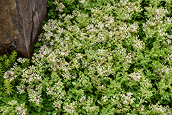 Summer Snow Stonecrop (Sedum spurium 'Summer Snow') at Stonegate Gardens