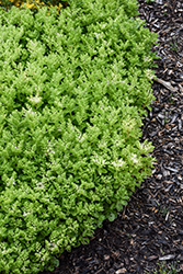Summer Snow Stonecrop (Sedum spurium 'Summer Snow') at Stonegate Gardens