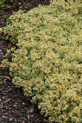 What A Doozie Stonecrop (Sedum spurium 'Spiraling Doozie') at Wallitsch Nursery And Garden Center