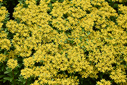 Rock 'N Round Bright Idea Stonecrop (Sedum 'Bright Idea') at Lakeshore Garden Centres