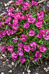Beauties Melinda Pinks (Dianthus 'Melinda') at Stonegate Gardens