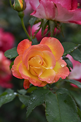 Sunset Horizon Rose (Rosa 'Meisistoma') at Lakeshore Garden Centres