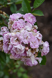 Pretty Polly Lavender Rose (Rosa 'Zlepolthree') at Lakeshore Garden Centres