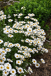 Flower Power Shasta Daisy (Leucanthemum x superbum 'Flower Power') at Stonegate Gardens