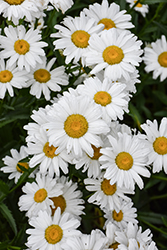 Flower Power Shasta Daisy (Leucanthemum x superbum 'Flower Power') at Lakeshore Garden Centres