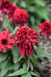 Double Scoop Strawberry Deluxe Coneflower (Echinacea 'Balscawbux') at Stonegate Gardens