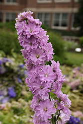 Delgenius Juliette Larkspur (Delphinium 'Juliette') at Lakeshore Garden Centres