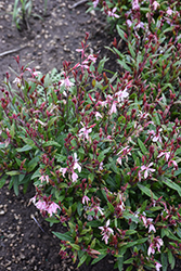 Steffi Blush Pink Gaura (Gaura lindheimeri 'Steffi Blush Pink') at Lakeshore Garden Centres