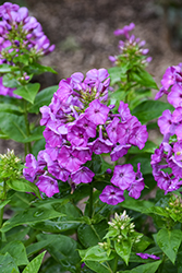 Flame Purple Garden Phlox (Phlox paniculata 'Flame Purple') at Lakeshore Garden Centres