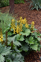 Bottle Rocket Rayflower (Ligularia 'Bottle Rocket') at Lakeshore Garden Centres