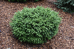 Pumila Norway Spruce (Picea abies 'Pumila') at Lakeshore Garden Centres