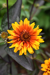 Summer Eclipse False Sunflower (Heliopsis helianthoides 'Summer Eclipse') at Lakeshore Garden Centres