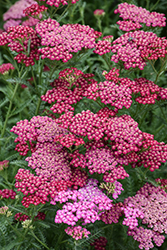 New Vintage Rose Yarrow (Achillea millefolium 'Balvinrose') at Lakeshore Garden Centres