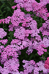New Vintage Violet Yarrow (Achillea millefolium 'Balvinolet') at Lakeshore Garden Centres