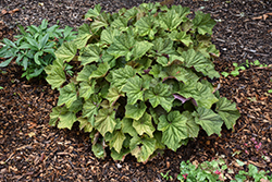 Brownies Coral Bells (Heuchera villosa 'Brownies') at Lakeshore Garden Centres