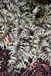 Crested Surf Japanese Painted Fern (Athyrium niponicum 'Crested Surf') at Lakeshore Garden Centres