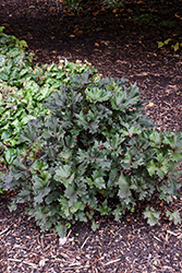 Osiris Fantasie Rayflower (Ligularia stenocephala 'Osiris Fantasie') at Lakeshore Garden Centres