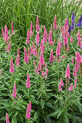 First Love Speedwell (Veronica 'First Love') at Lakeshore Garden Centres