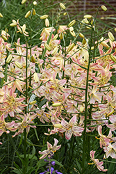 Corsage Lily (Lilium 'Corsage') at Lakeshore Garden Centres
