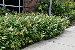 False Spirea (Sorbaria sorbifolia) at Lakeshore Garden Centres