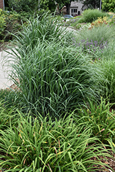 Badlands Switch Grass (Panicum virgatum 'Badlands') at Lakeshore Garden Centres