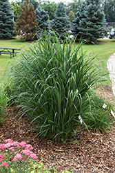 Thundercloud Switch Grass (Panicum virgatum 'Thundercloud') at Lakeshore Garden Centres