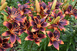 Forever Susan Lily (Lilium 'Forever Susan') at Stonegate Gardens