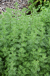 Leprechaun Southernwood (Artemisia abrotanum 'Leprechaun') at A Very Successful Garden Center
