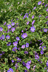 Jolly Bee Cranesbill (Geranium 'Jolly Bee') at Lakeshore Garden Centres