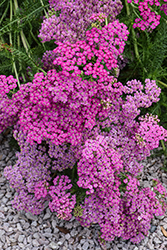 Red Yarrow (Achillea millefolium 'Roseum') at Lakeshore Garden Centres