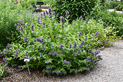 Prelude Blue Catmint (Nepeta subsessilis 'Balneplud') at Stonegate Gardens