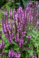 Sallyrosa Jumbo Pink Meadow Sage (Salvia nemorosa 'Sallyrosa Jumbo Pink') at Lakeshore Garden Centres