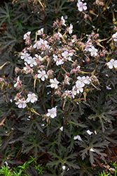 Purple Ghost Cranesbill (Geranium pratense 'Purple Ghost') at Lakeshore Garden Centres