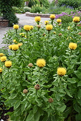 Globe Centaurea (Centaurea macrocephala) at Lakeshore Garden Centres