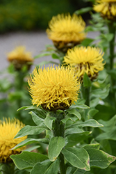 Globe Centaurea (Centaurea macrocephala) at Lakeshore Garden Centres