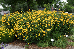 Burning Hearts False Sunflower (Heliopsis helianthoides 'Burning Hearts') at Schulte's Greenhouse & Nursery