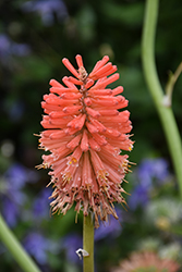 Torchlily (Kniphofia caulescens) at A Very Successful Garden Center