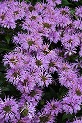 Leading Lady Lilac Beebalm (Monarda 'Leading Lady Lilac') at A Very Successful Garden Center