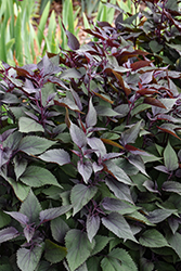 Chocolate Boneset (Eupatorium rugosum 'Chocolate') at Lakeshore Garden Centres