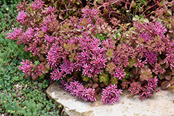 Ruby Mantle Stonecrop (Sedum spurium 'Ruby Mantle') at Lakeshore Garden Centres