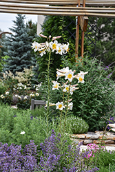 Regal Lily (Lilium regale) at Stonegate Gardens