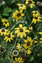 Chocolate Flower (Berlandiera lyrata) at Stonegate Gardens