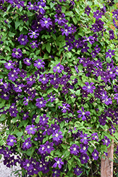 Jackmanii Superba Clematis (Clematis 'Jackmanii Superba') at Lakeshore Garden Centres