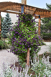 Jackmanii Superba Clematis (Clematis 'Jackmanii Superba') at Lakeshore Garden Centres