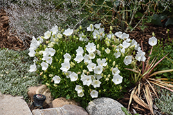 Rapido White Bellflower (Campanula carpatica 'Rapido White') at Lakeshore Garden Centres