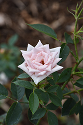 Jean Kenneally Rose (Rosa 'Jean Kenneally') at Lakeshore Garden Centres