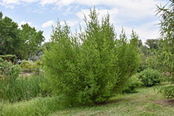 New Mexico Privet (Forestiera neomexicana) at Stonegate Gardens