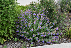 Richardson's Beard Tongue (Penstemon richardsonii) at Lakeshore Garden Centres