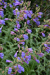 Richardson's Beard Tongue (Penstemon richardsonii) at Lakeshore Garden Centres