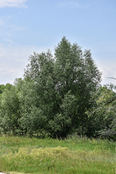Black Willow (Salix nigra) at Lakeshore Garden Centres